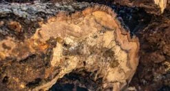 Senzo Dawn Limited Edition Gyuto SG2 Damascus 200mm (7.9") -Sharp Edge Shop SenzoDawnLimitedEdition 180107071566 180103111565 19 65deb588 5cda 4390 add4 5aac41cb6963