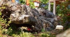 Senzo Dawn Limited Edition Petty SG2 Damascus 150mm (5.9") -Sharp Edge Shop SenzoDawnLimitedEdition 180107071566 180103111565 20