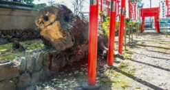 Senzo Dawn Limited Edition Petty SG2 Damascus 150mm (5.9") -Sharp Edge Shop SenzoDawnLimitedEdition 180107071566 180103111565 24